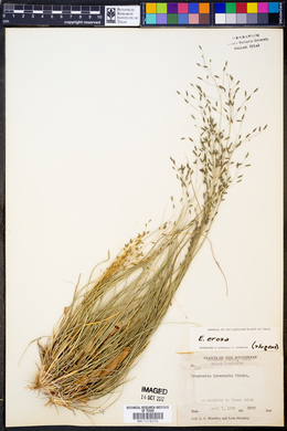 Eragrostis erosa image
