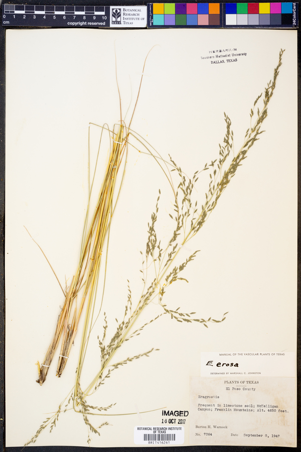 Eragrostis erosa image