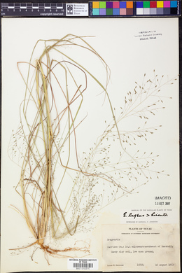 Eragrostis lugens image