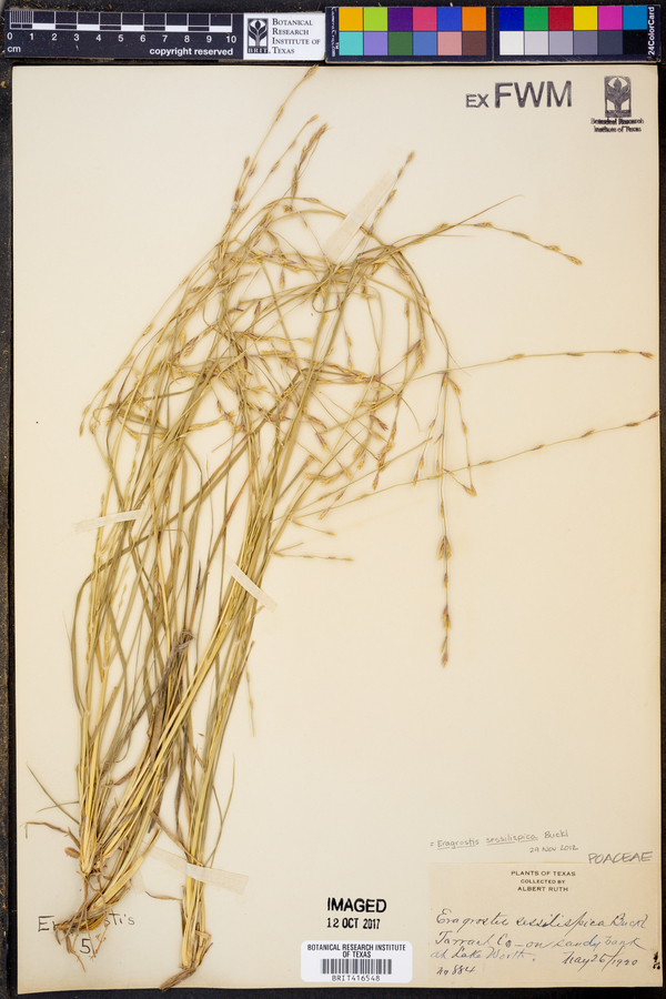 Eragrostis sessilispica image