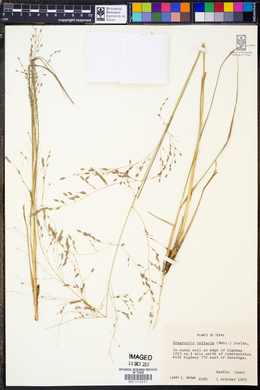 Eragrostis refracta image