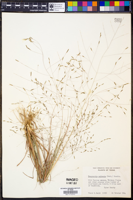 Eragrostis refracta image