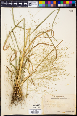 Eragrostis refracta image