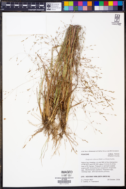 Eragrostis refracta image