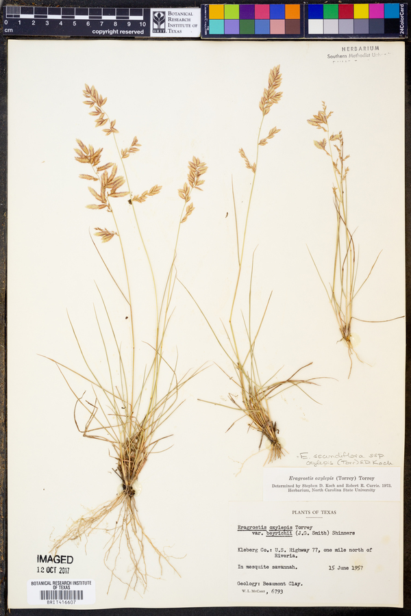 Eragrostis secundiflora image