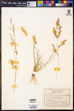 Eragrostis secundiflora subsp. oxylepis image