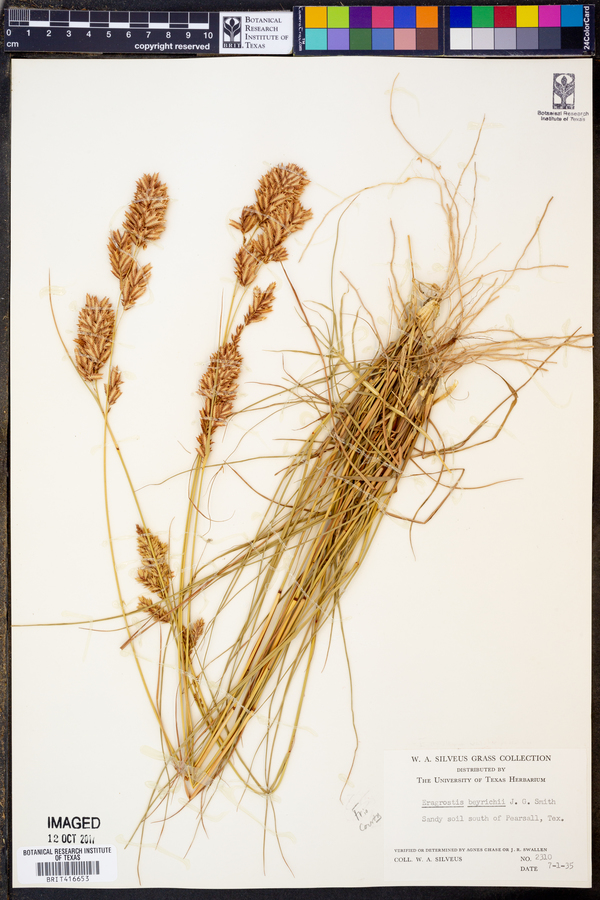 Eragrostis beyrichii image