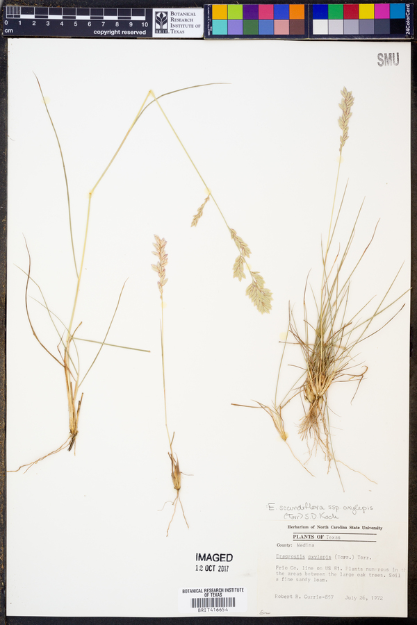 Eragrostis secundiflora image