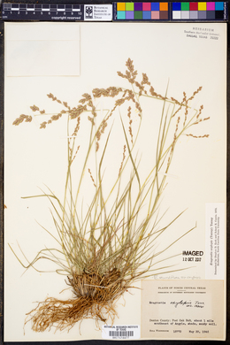 Eragrostis secundiflora subsp. oxylepis image