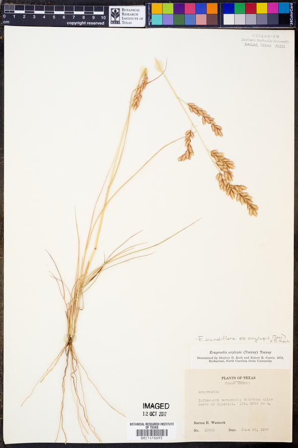 Eragrostis secundiflora subsp. oxylepis image