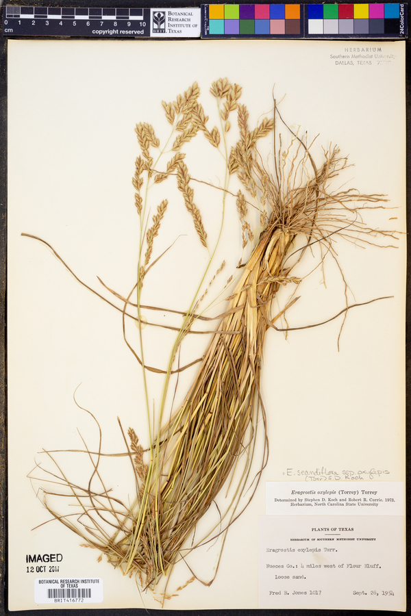Eragrostis secundiflora image