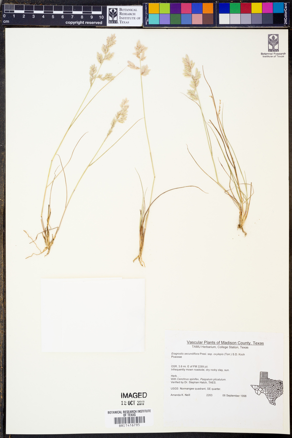 Eragrostis secundiflora image