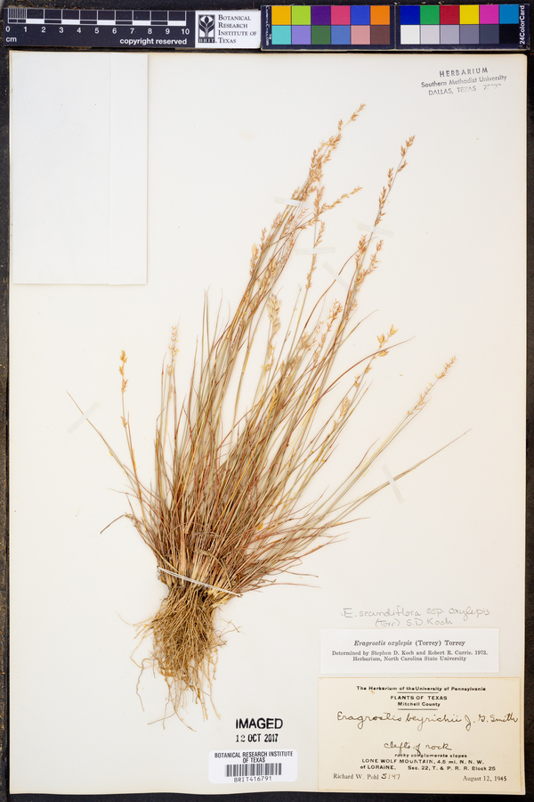 Eragrostis secundiflora image