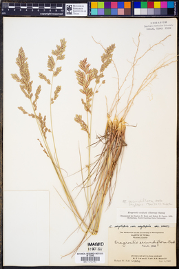 Eragrostis secundiflora image