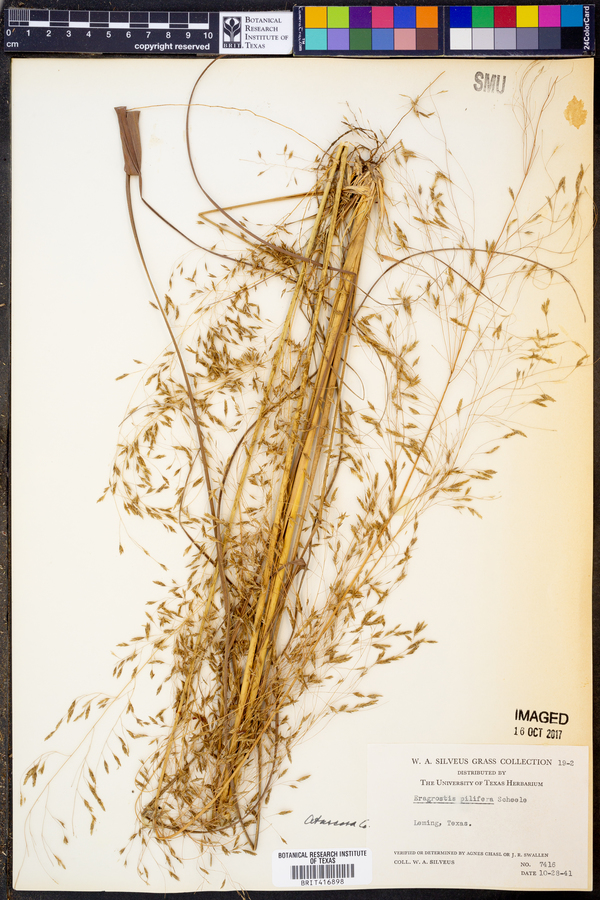 Eragrostis trichodes image