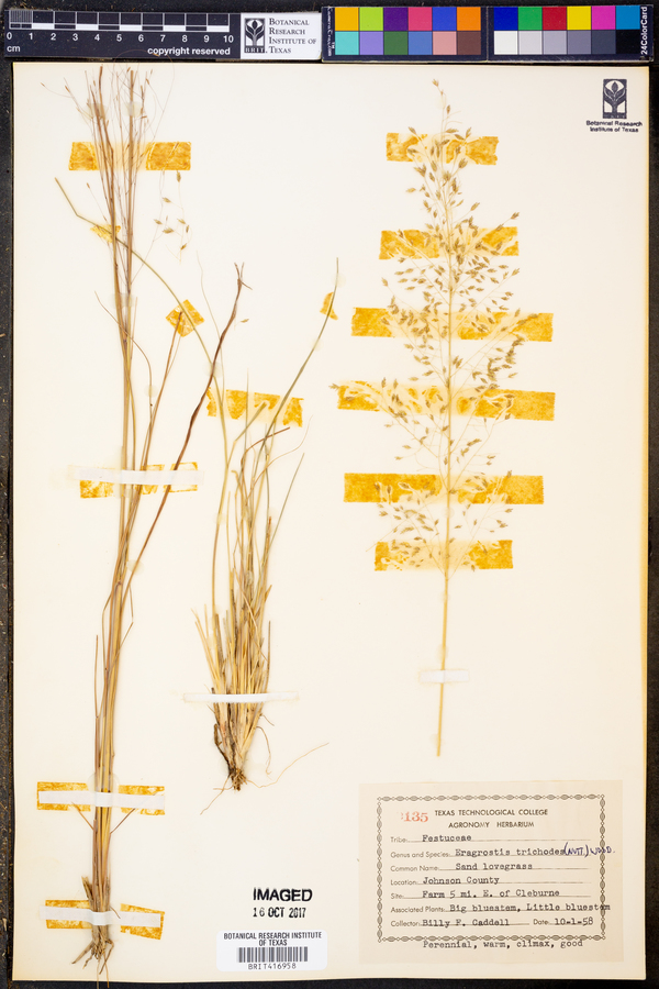 Eragrostis trichodes image