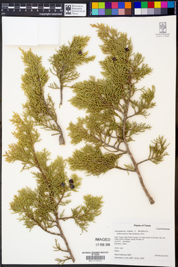 Juniperus ashei image