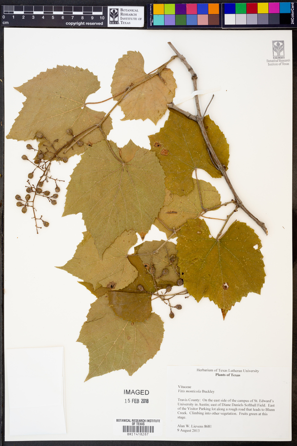Vitis monticola image