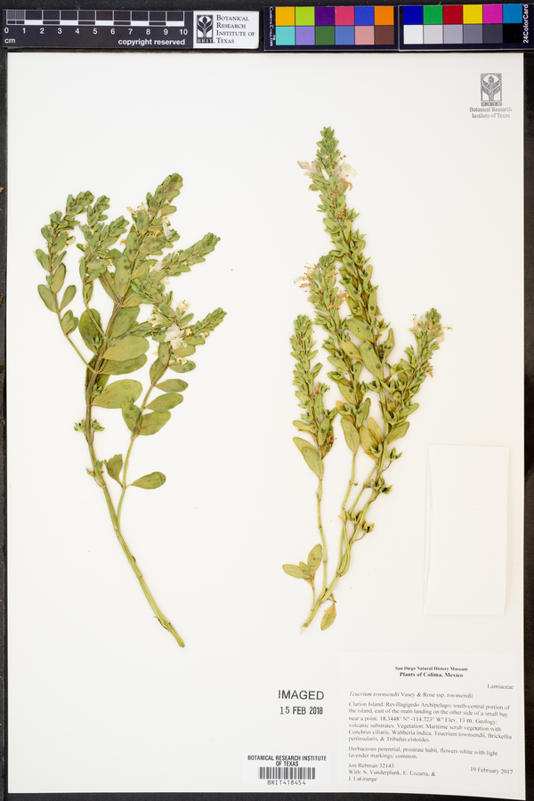 Teucrium townsendii image