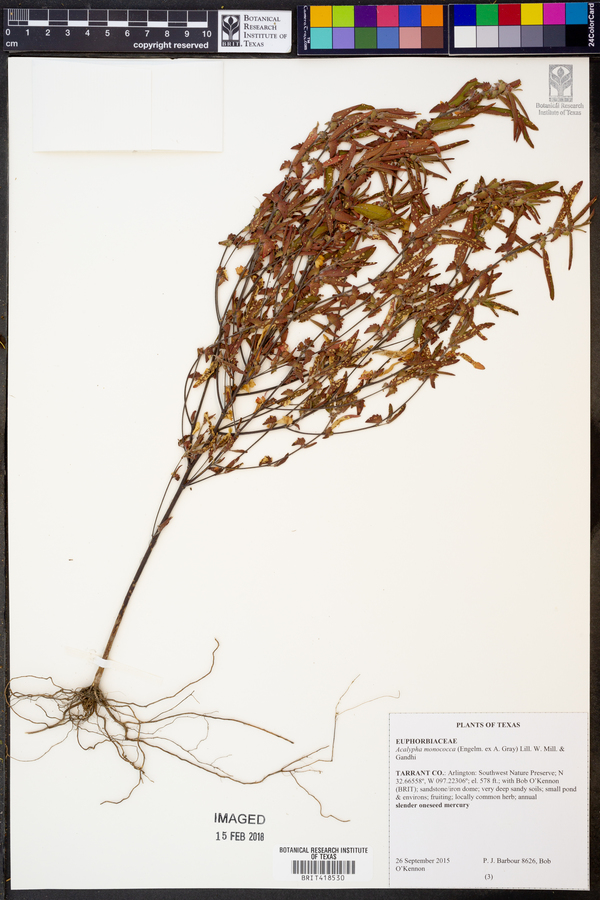 Acalypha monococca image