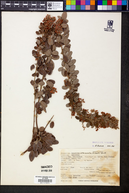 Lespedeza intermedia image