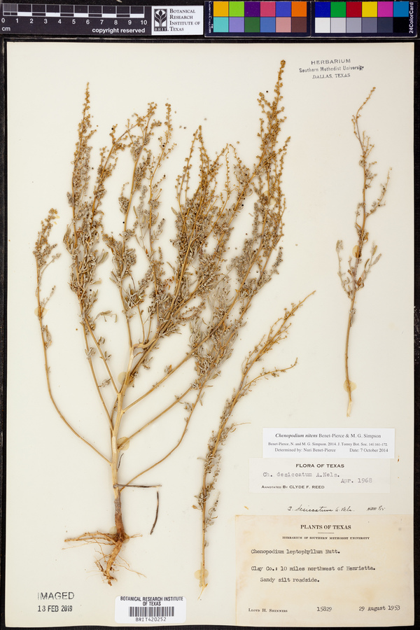 Chenopodium nitens image