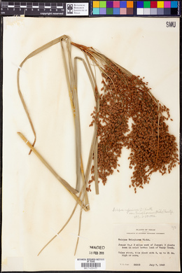 Scirpus cyperinus var. eriophorum image