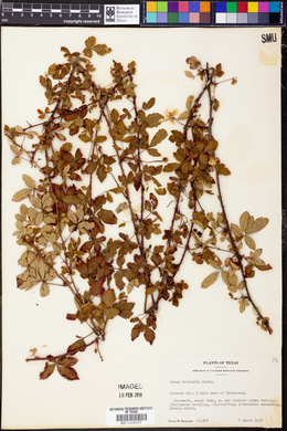 Rubus trivialis image