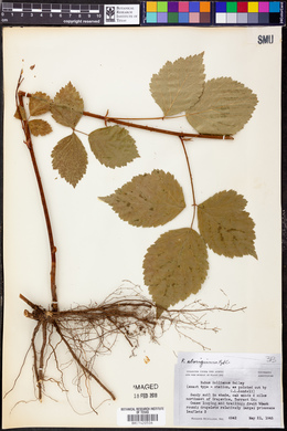 Rubus aboriginum image