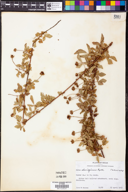 Rubus aboriginum image