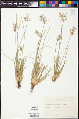 Fimbristylis miliacea image