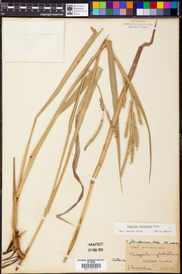 Paspalum floridanum image