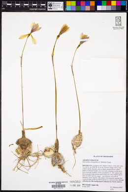 Habranthus tubispathus image