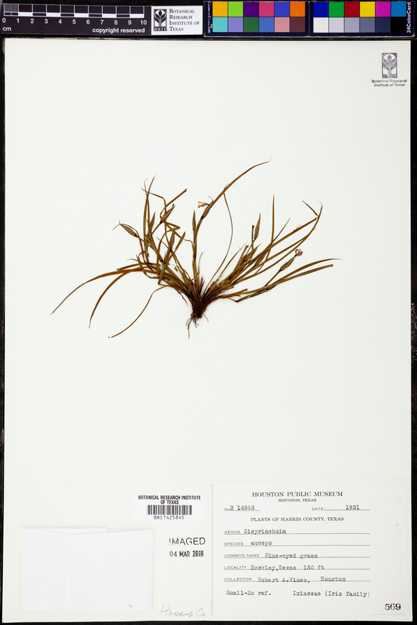 Sisyrinchium anceps image