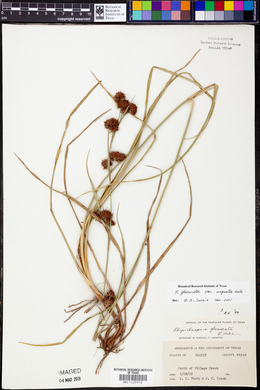 Rhynchospora glomerata var. angusta image