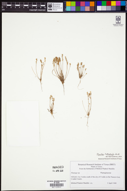 Plantago heterophylla image