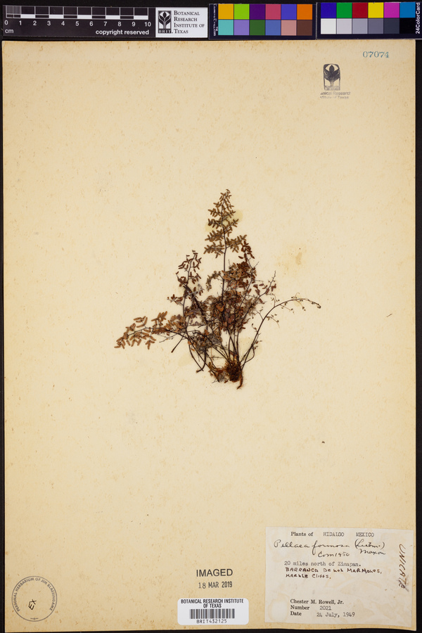 Argyrochosma formosa image