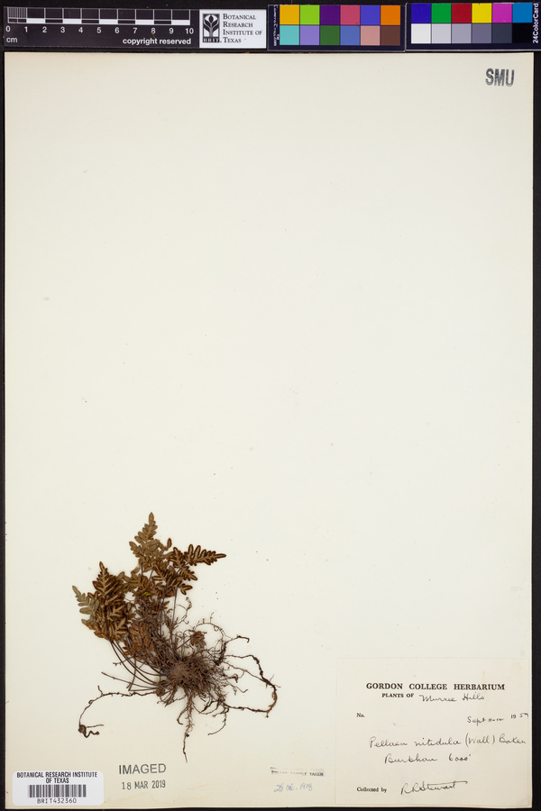 Pellaea nitidula image