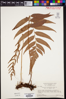 Polybotrya serratifolia image