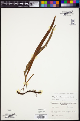 Pleopeltis thunbergiana image