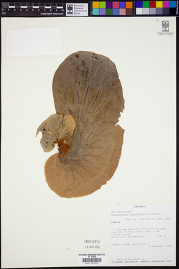 Platycerium elephantotis image