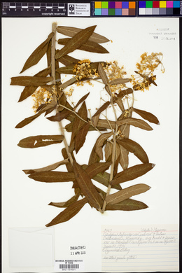 Asclepias tuberosa subsp. interior image