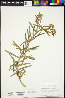 Asclepias tuberosa var. rolfsii image
