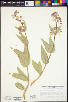 Asclepias vestita image