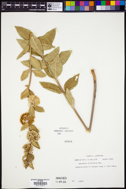 Asclepias viridiflora image
