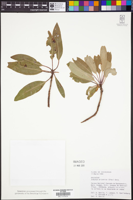 Arbutus arizonica image