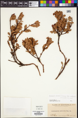 Arctostaphylos uva-ursi subsp. cratericola image