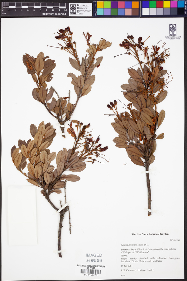 Bejaria aestuans image