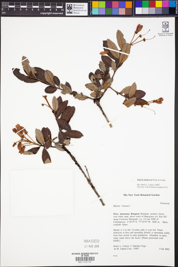 Bejaria mathewsii image