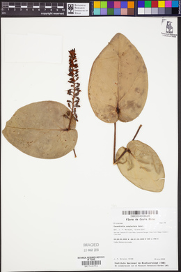 Image of Cavendishia complectens
